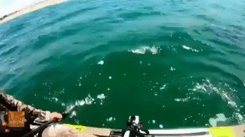 Great White Shark Swims Right Next to Kayaker in Monterey, California
