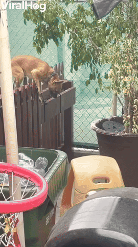 Escapee Doggy Sends Himself to Timeout