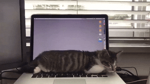 cuteanimalland giphyupload GIF