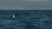 Discovery GIF by Shark Week