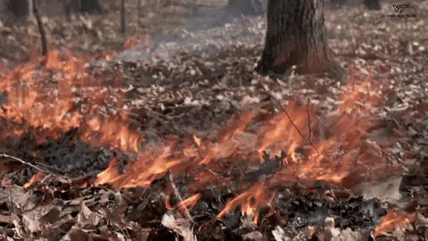 VirginiaTech giphygifmaker fire burn forests GIF