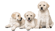 guidedogsaustralia puppy dogs puppies cute dog Sticker