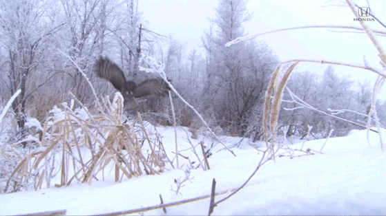 I Got It Fall GIF by Honda