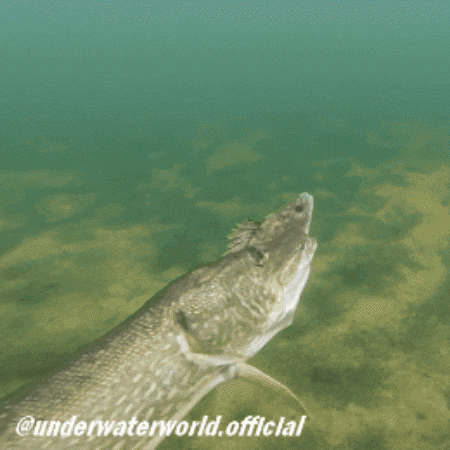 Fishing Pike GIF
