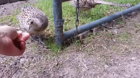 M1G_N008 giphygifmaker you vs the guy she says dont worry about GIF