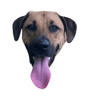 Gifsforgood Sticker by Red Beard