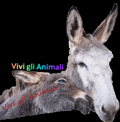viviglianimali giphygifmaker donkey santuario asino GIF