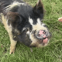 Hungry Big Pig GIF by NZ Collab