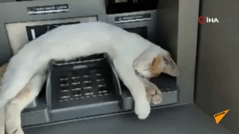cuteanimalland giphyupload GIF