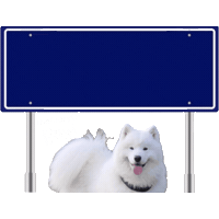 Benji Brabant Sticker