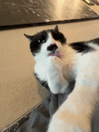 333Remys GIF
