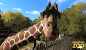 Giraffe Eating GIF by Brookfield Zoo