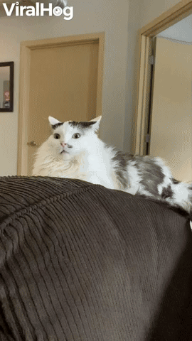 Catatonic Daydreaming