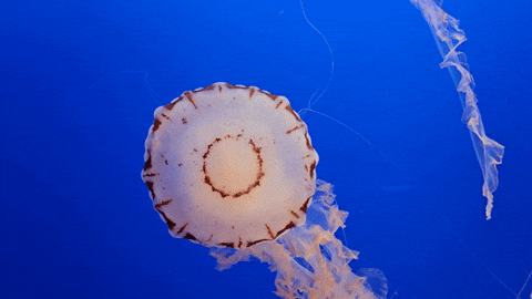 Isopodmarble jellyfish monterey bay aquarium GIF
