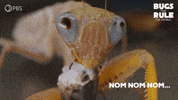 Hungry Lets Eat GIF by PBS