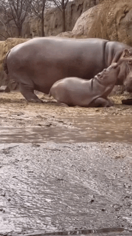Shower Zoo GIF by Storyful