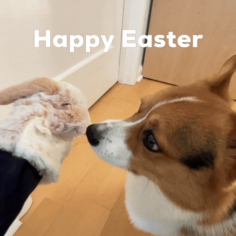 Dog Easter GIF