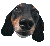 dachshund doxie Sticker by beangoods