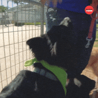 Puppies