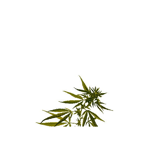 kannabis_kat giphygifmaker illustration weed plant Sticker