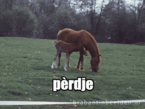 Baby Animal Spring GIF by BrabantinBeelden