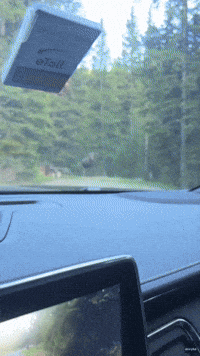 Moose Evades Grizzly Bear During Chase at Montana Campground