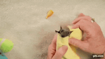baby bat GIF