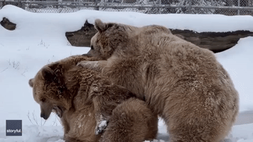 Bears Play Fight in Snow at New York Wildlife Center