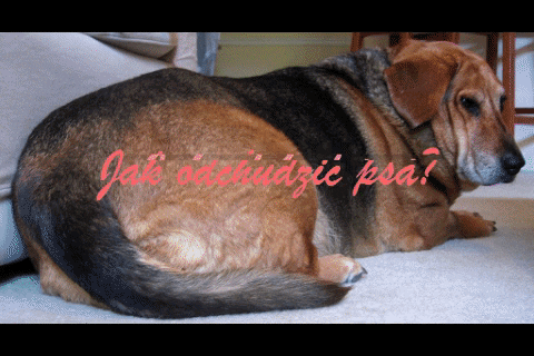 gruby pies nadwaga psa GIF