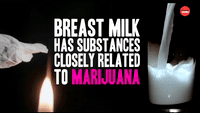Breast milk and marijuana