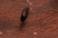 season 1 GIF by Twin Peaks on Showtime