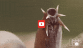 GIF by KQEDScience