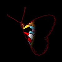 laimilijaz butterfly GIF