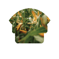 Sementes Agroeste Sticker by Agro Bayer