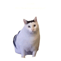Cat Fun Sticker by UNEEDS