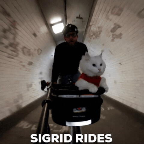 Cat Bicycle GIF