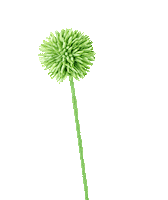 Flower Oerrr Sticker by Natuurmonumenten