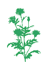 Flower Oerrr Sticker by Natuurmonumenten