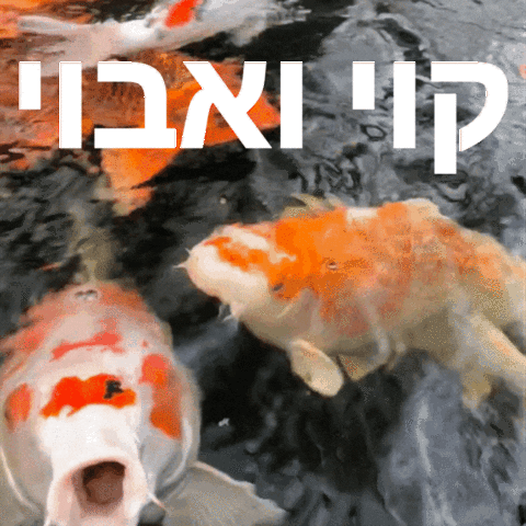 benmeiri koi koi fish koifish דג קוי GIF