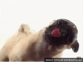 licking GIF