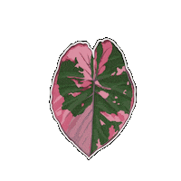 Plant Sticker by Hankō
