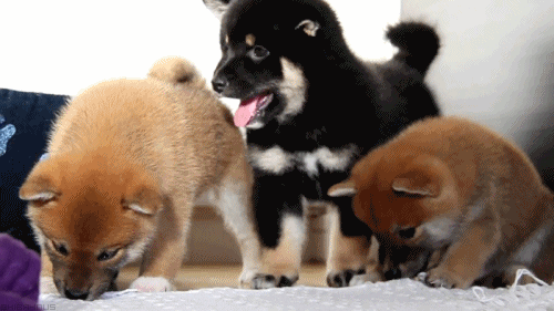 dog puppy GIF