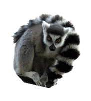 TierparkDessau  Sticker