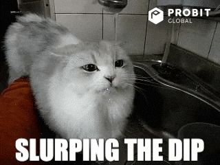 Cat Crypto GIF by ProBit Global