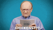 chicken dinosaurs GIF by Smithsonian National Museum of Natural History