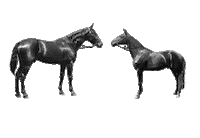 new year's eve horse Sticker