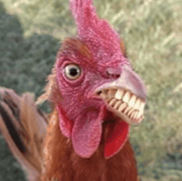 Aves GIF