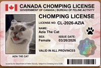 Cat Chomping GIF