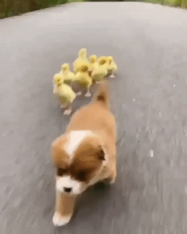 cuteanimalland giphyupload GIF
