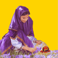 alanjsaffron saffron safran zafran alanj GIF